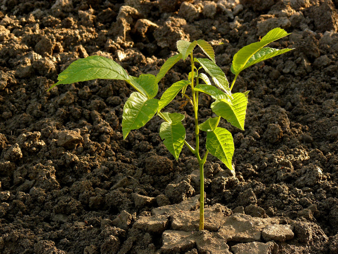 Tips för att plantera ett valnötsträd